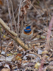 Luscinia svecica svecica
