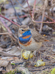 Luscinia svecica svecica