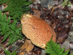 Xerocomellus armeniacus