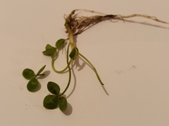 Trifolium repens