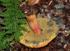 Xerocomellus armeniacus