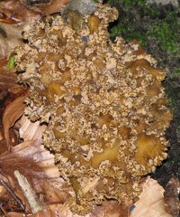 Craterellus lutescens