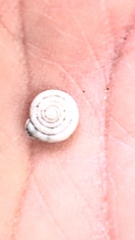 Polygyra cereolus