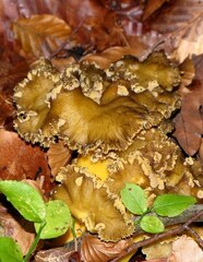 Craterellus lutescens