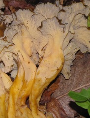 Craterellus lutescens