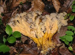 Craterellus lutescens