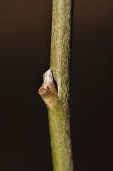 Laburnum anagyroides