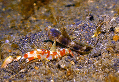 Tomiyamichthys latruncularius