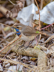 Luscinia svecica svecica