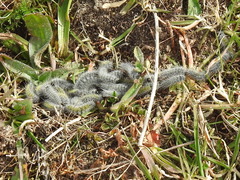 Thaumetopoea herculeana