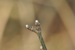 Laburnum anagyroides