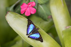 Doxocopa laurentia