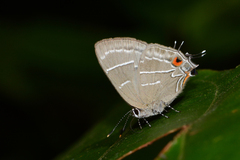 Lamprospilus bicolor