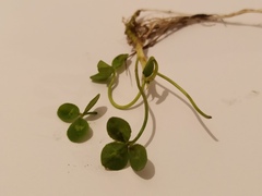 Trifolium repens