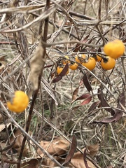 Solanum carolinense