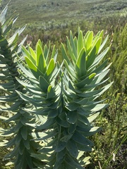 Osteospermum corymbosum