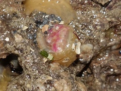Actiniidae