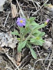 Chaetopappa asteroides