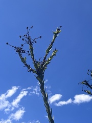 Osteospermum corymbosum
