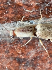 Conoderus fuscofasciatus