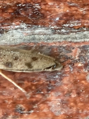 Conoderus fuscofasciatus