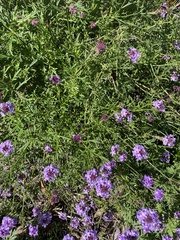Glandularia lilacina