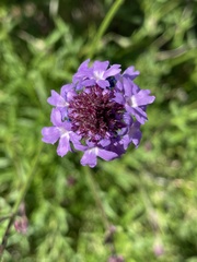 Glandularia lilacina