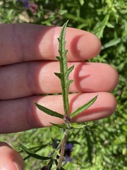 Glandularia lilacina