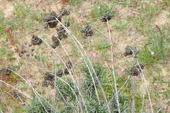 Helichrysum italicum