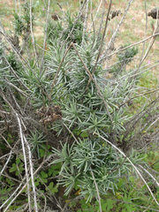 Helichrysum italicum