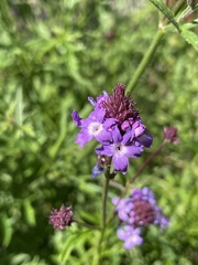 Glandularia lilacina