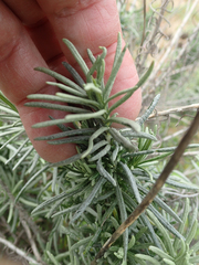 Helichrysum italicum