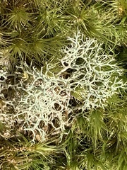 Cladonia subtenuis