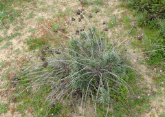Helichrysum italicum