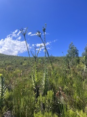 Osteospermum corymbosum