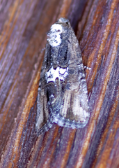 Bryolymnia semifascia