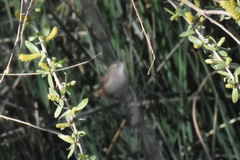 Cistothorus palustris