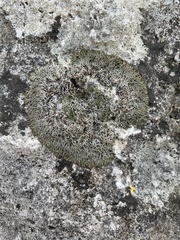 Hyperphyscia syncolla