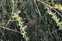 Cistothorus palustris