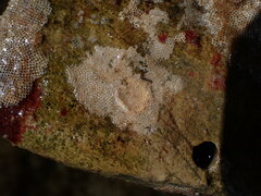 Bryozoa
