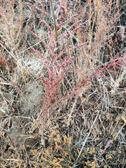 Suaeda prostrata
