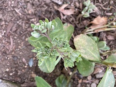 Hylotelephium spectabile