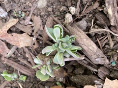 Hylotelephium spectabile