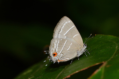 Lamprospilus bicolor