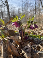Helleborus