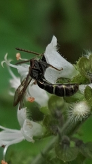 Neocorynura