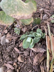 Hylotelephium spectabile