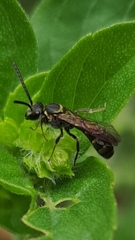 Neocorynura