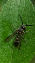 Neocorynura