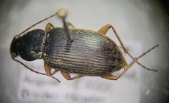 Chlaenius tricolor